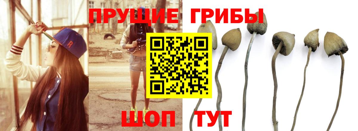 Псилоцибиновые грибы Psilocybe Нефтеюганск